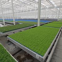 Greenhouse_De_Poel_Automatische_achterbaan_4723.jpg
